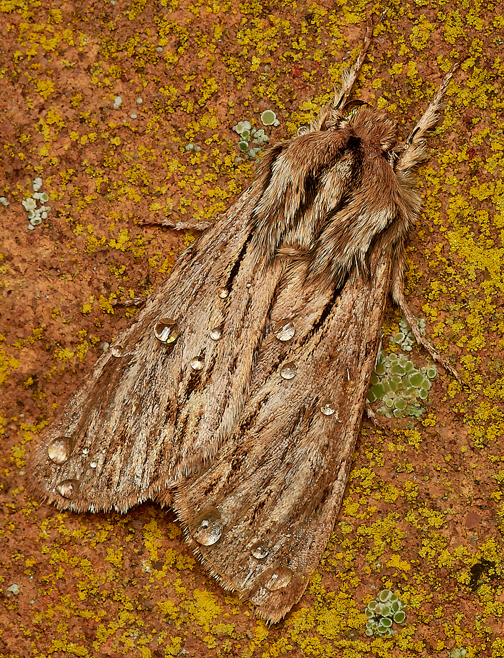 HolkhamSprawler181123-1-NEF_DxO_DeepPRIMEXD 1