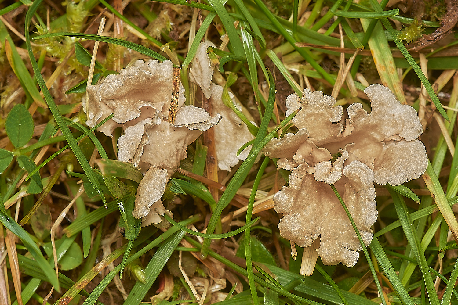 HollkhamArenaria181123-1-NEF_DxO_DeepPRIMEXD