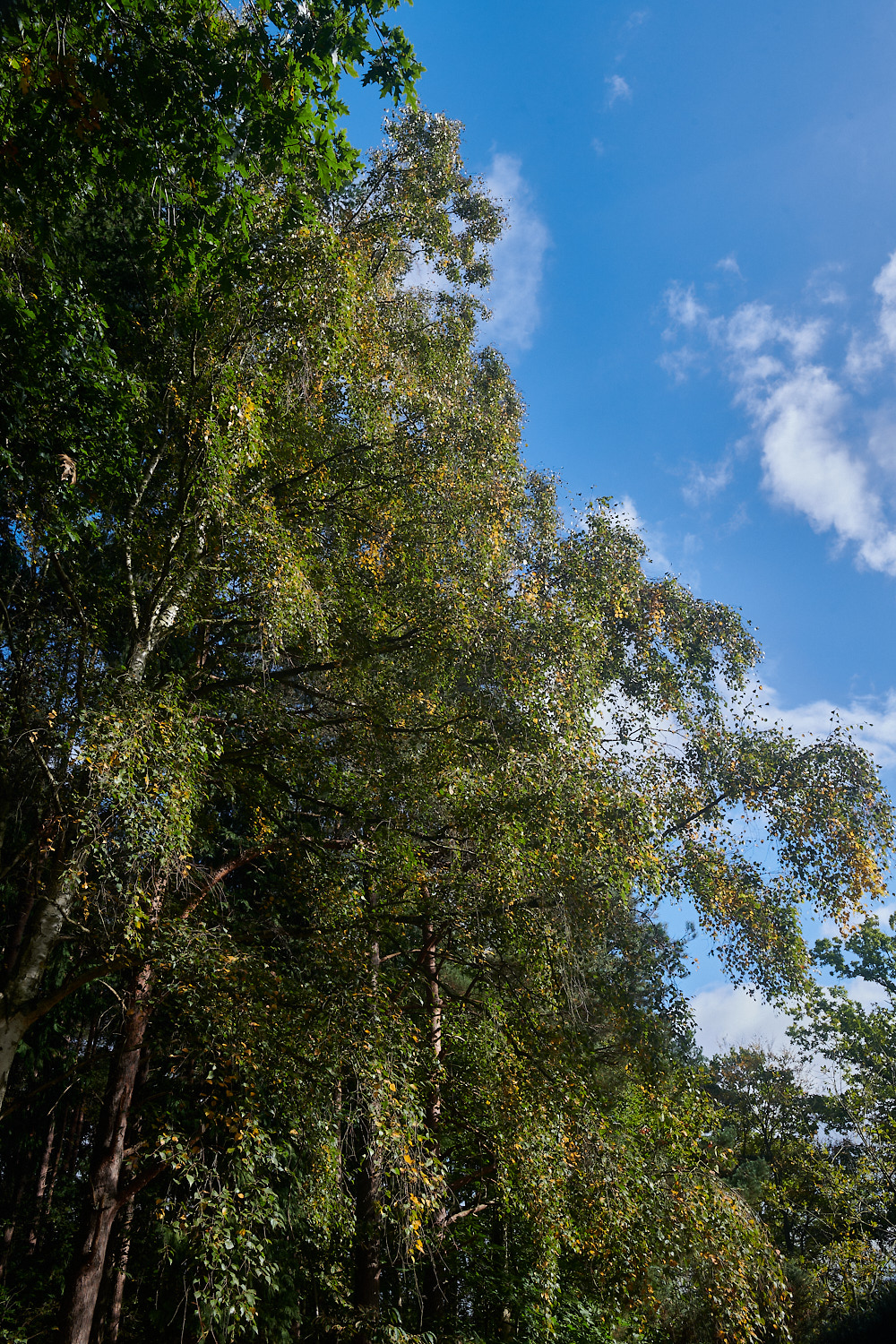 HoltCountryPark151023-1-NEF_DxO_DeepPRIMEXD 1