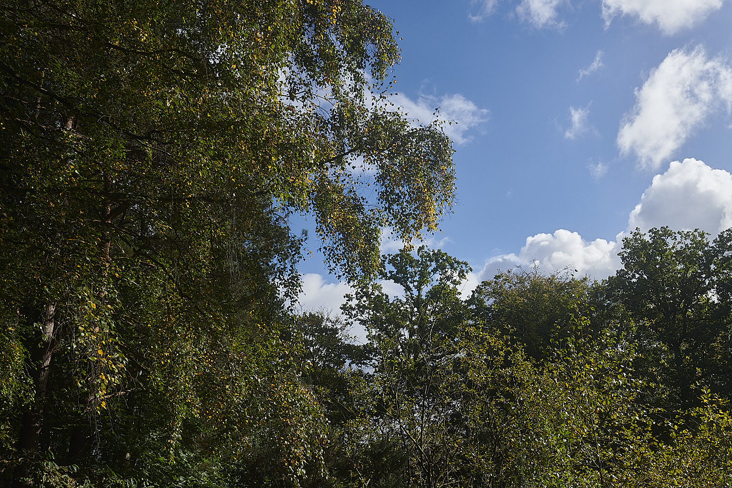 HoltCountryPark151023-2-NEF_DxO_DeepPRIMEXD