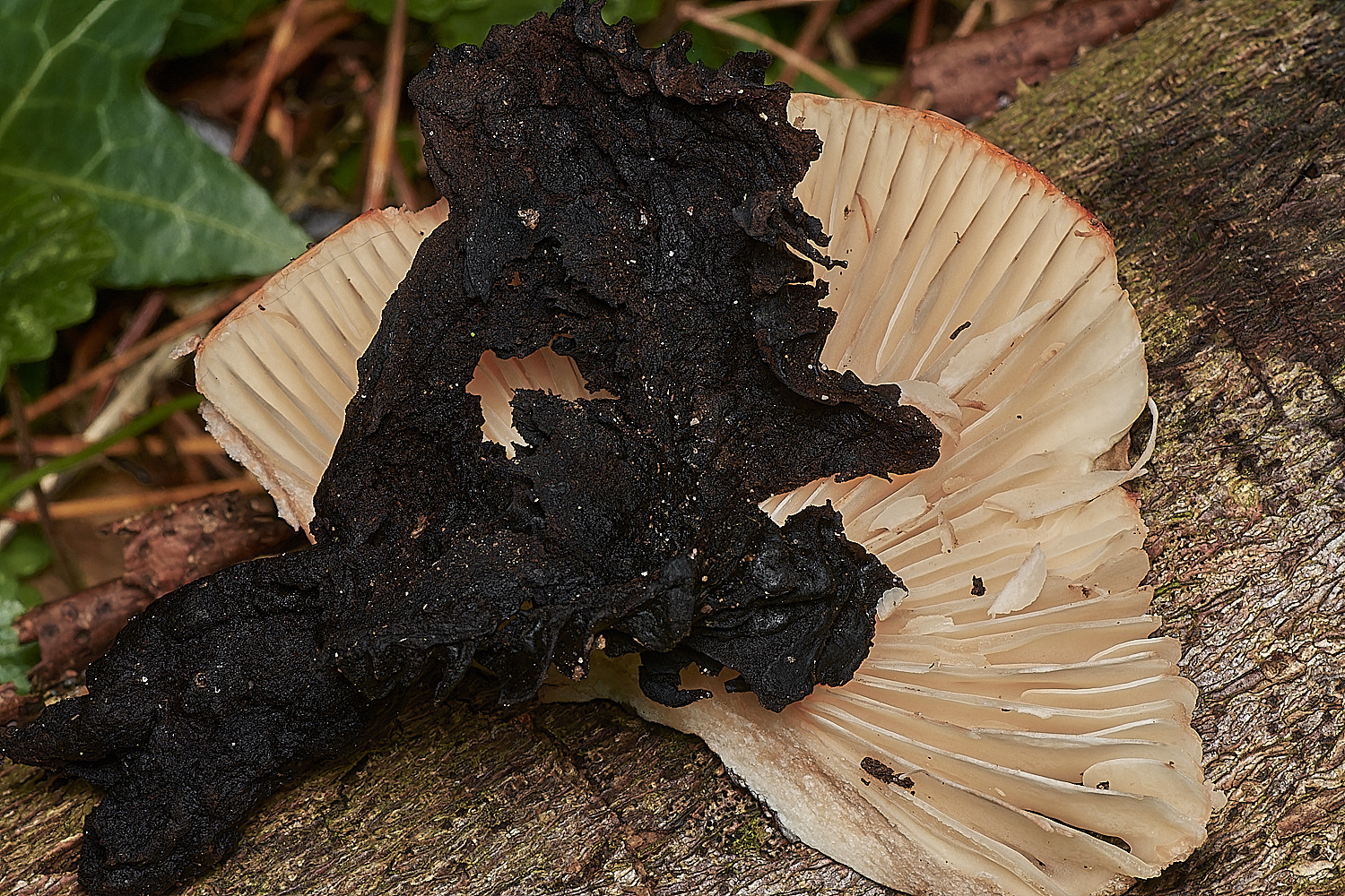 HoltCPBlackeningBrittlegill151023-1-NEF_DxO_DeepPRIMEXD