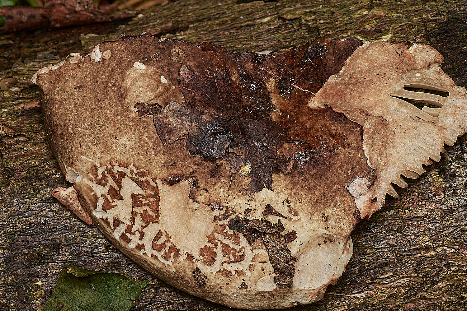 HoltCPBlackeningBrittlegill151023-2-NEF_DxO_DeepPRIMEXD