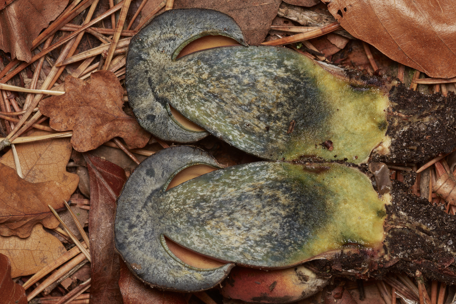 HoltCPBolette151023-2-NEF_DxO_DeepPRIMEXD