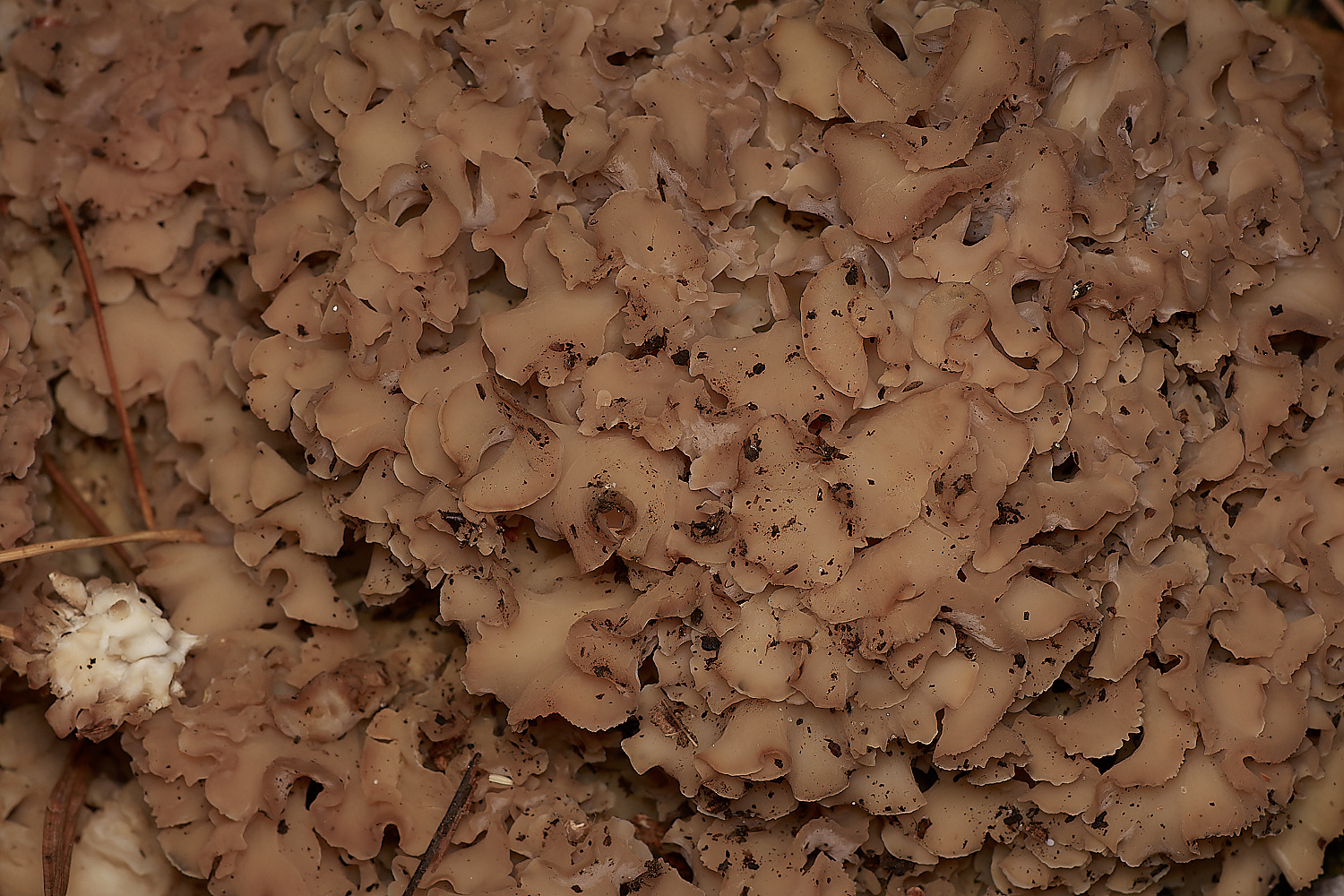 HoltCPCabbage151023-1-NEF_DxO_DeepPRIMEXD