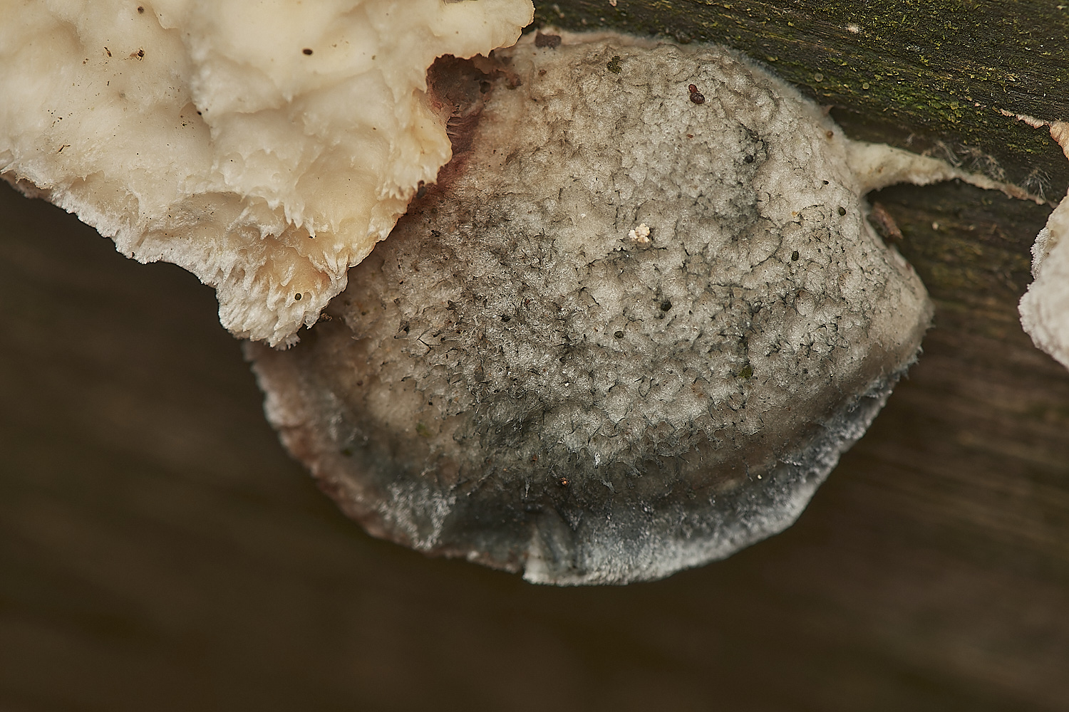 HoltCPConiferBlue151023-1-NEF_DxO_DeepPRIMEXD