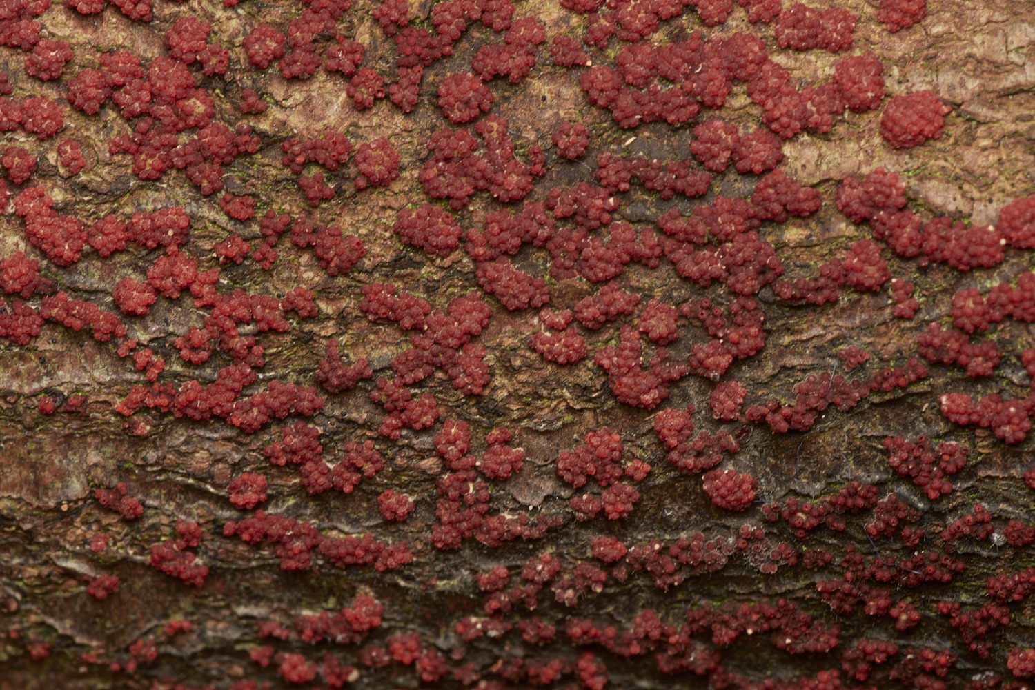 HoltCPCoralSPot151023-1-NEF_DxO_DeepPRIMEXD