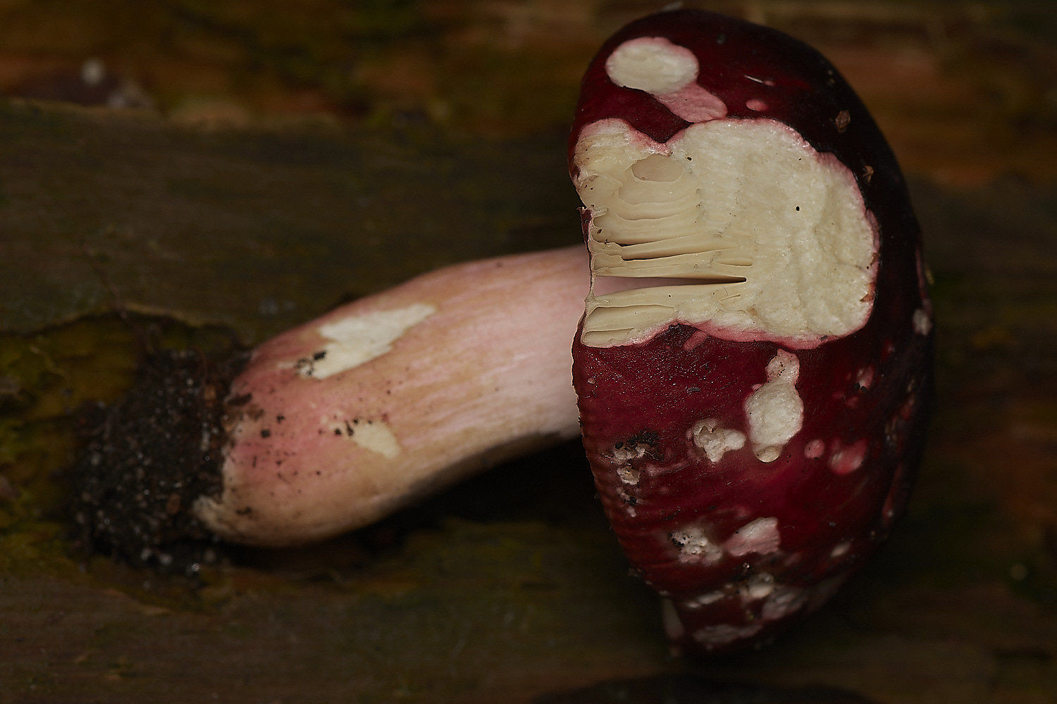 HoltCPCrabnebulaRussula151023-1-NEF_DxO_DeepPRIMEXD