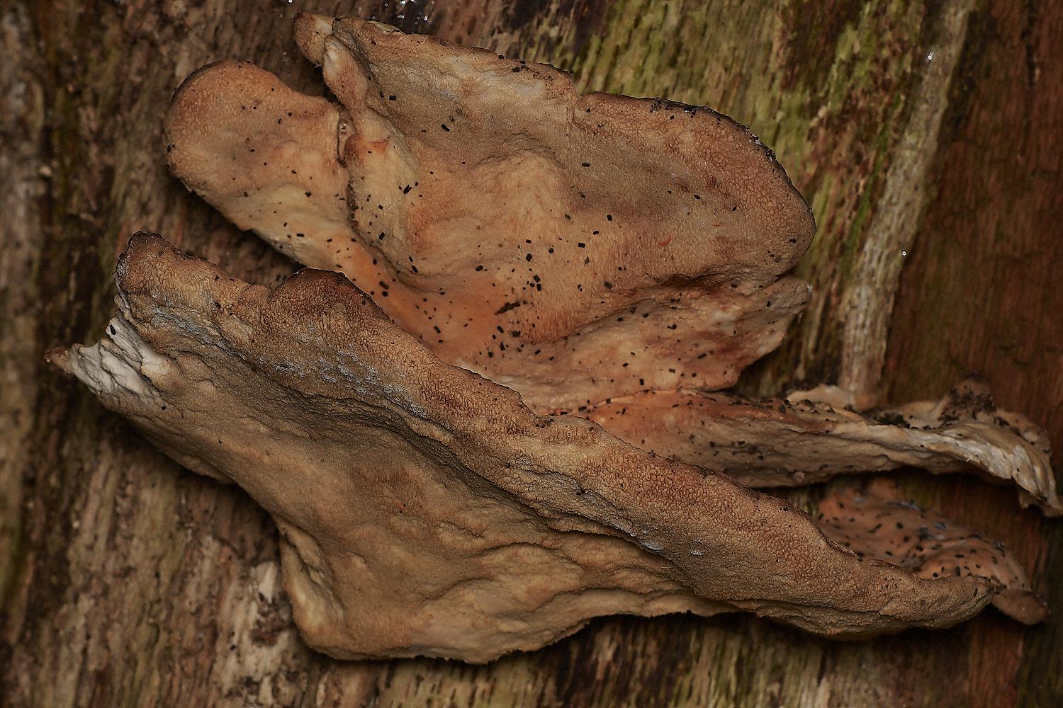 HoltCPDryad'sSaddle151023-1-NEF_DxO_DeepPRIMEXD