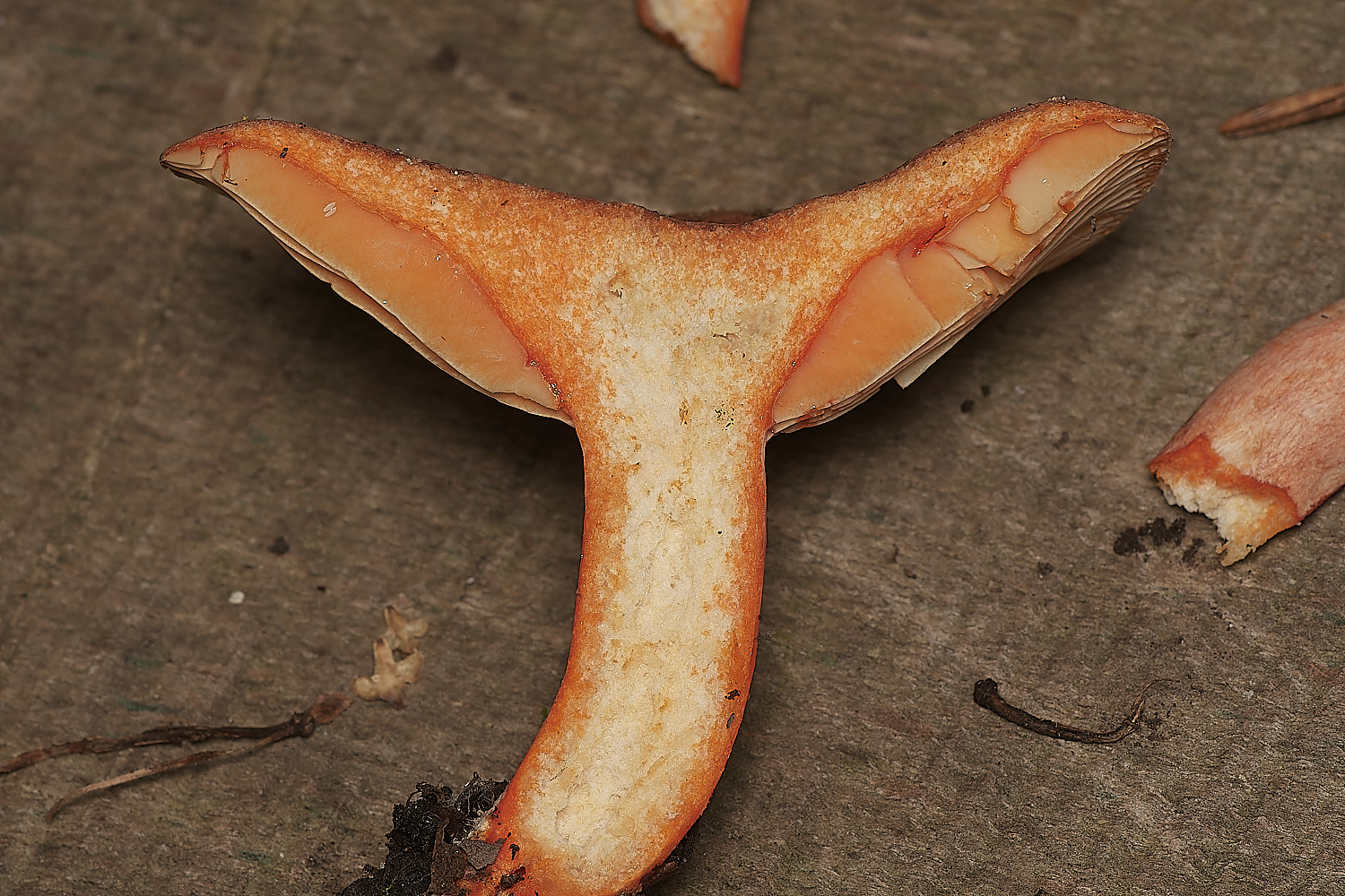 HoltCPFa;seSaphronMilkcap151023-1-NEF_DxO_DeepPRIMEXD