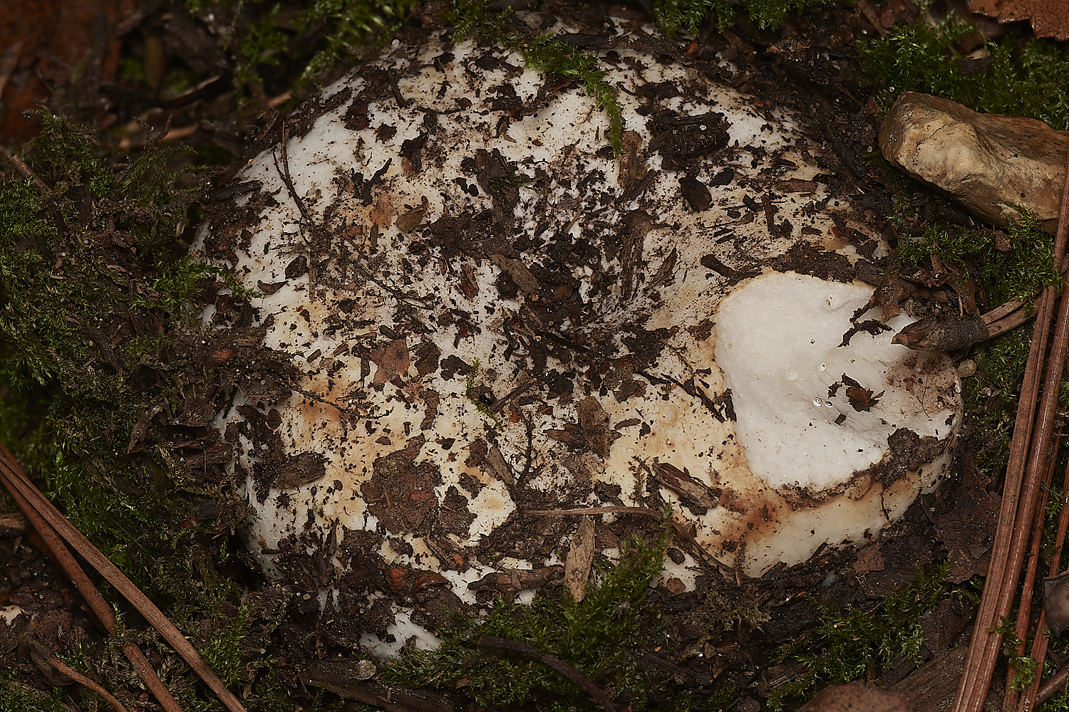 HoltCPFungus2151023-2-NEF_DxO_DeepPRIMEXD