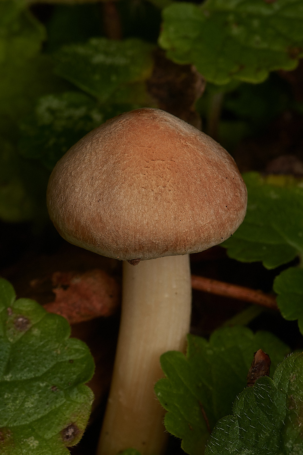 HoltCPInocybe151023-1-NEF_DxO_DeepPRIMEXD