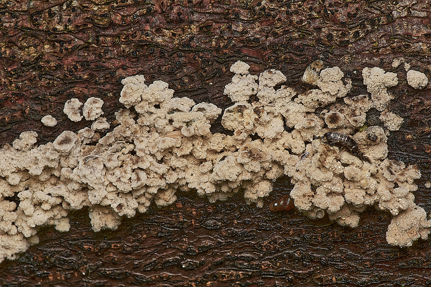 HoltCPOddone151023-1-NEF_DxO_DeepPRIMEXD