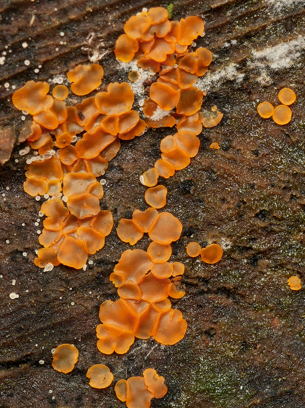 HoltCPOrange151023-1-NEF_DxO_DeepPRIMEXD