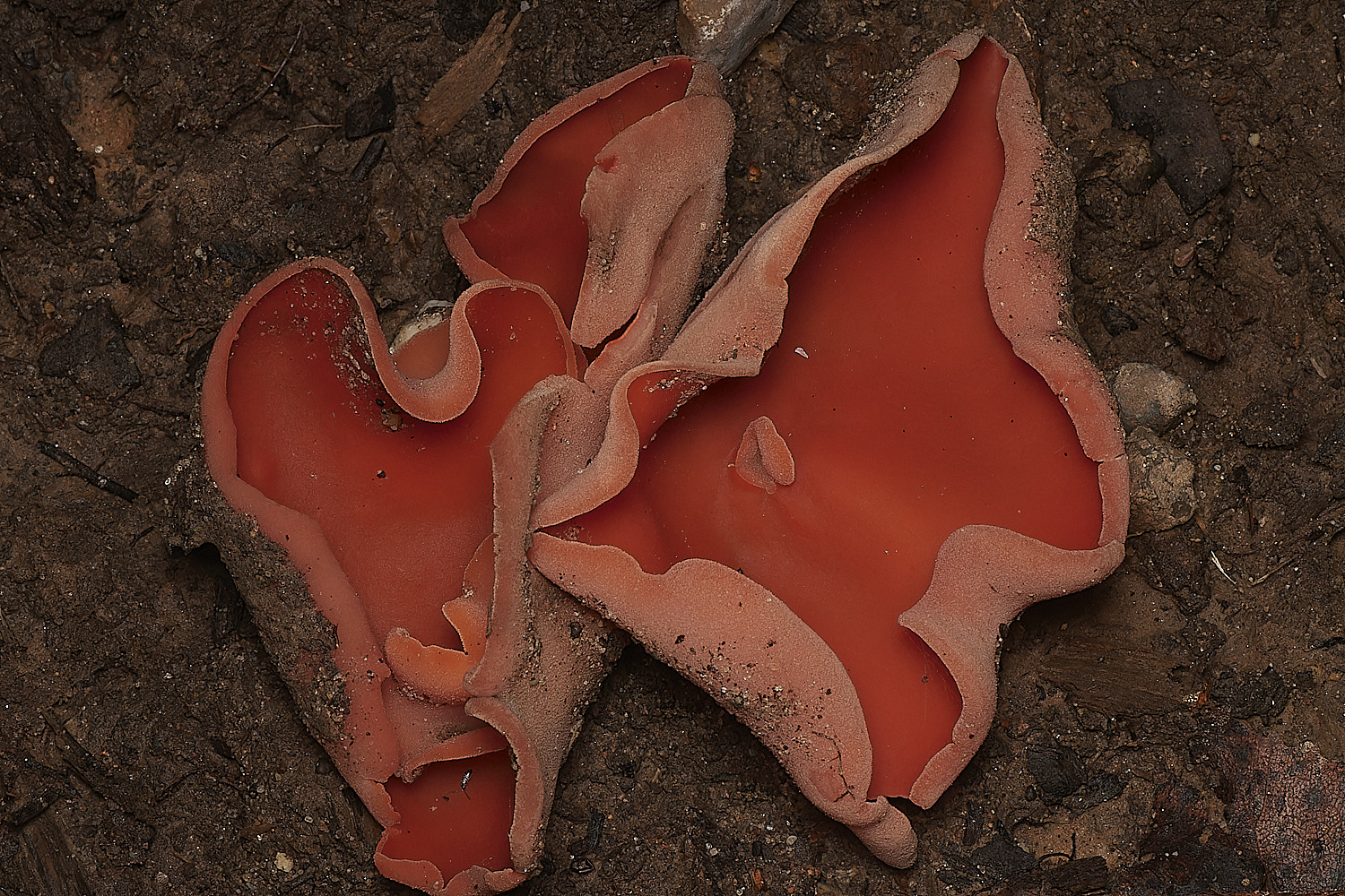 HoltCPOrangePeel151023-1-NEF_DxO_DeepPRIMEXD