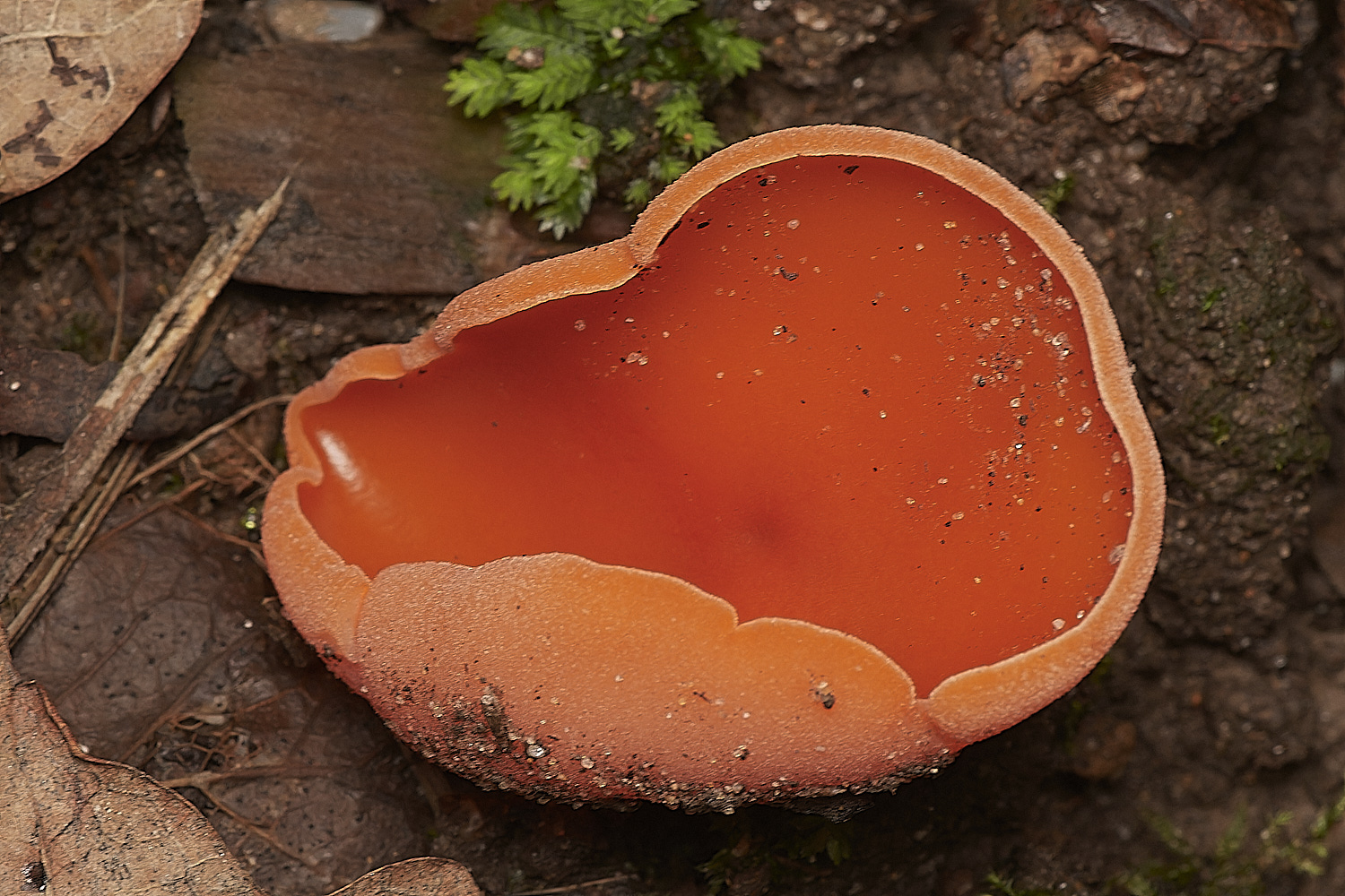 HoltCPOrangePeel151023-2-NEF_DxO_DeepPRIMEXD