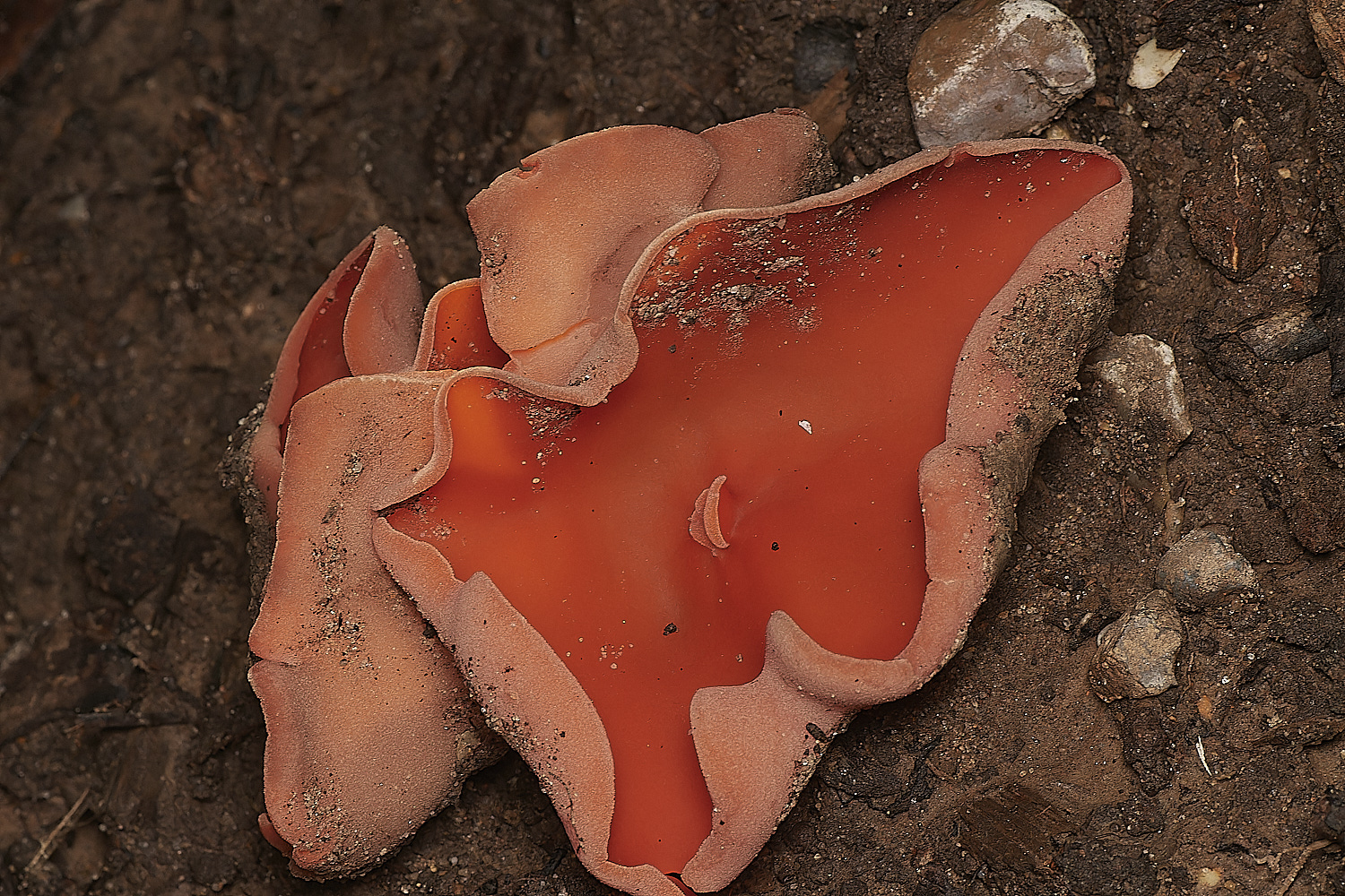 HoltCPOrangePeel151023-3-NEF_DxO_DeepPRIMEXD