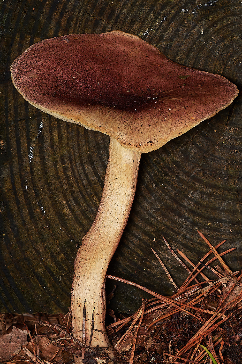 HoltCPPlums&Custard151023-1-NEF_DxO_DeepPRIMEXD