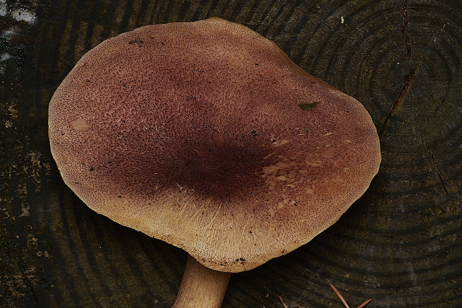 HoltCPPlums&Custard151023-2-NEF_DxO_DeepPRIMEXD