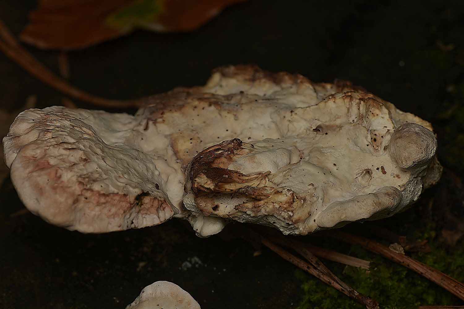 HoltCPPRot151023-1-NEF_DxO_DeepPRIMEXD