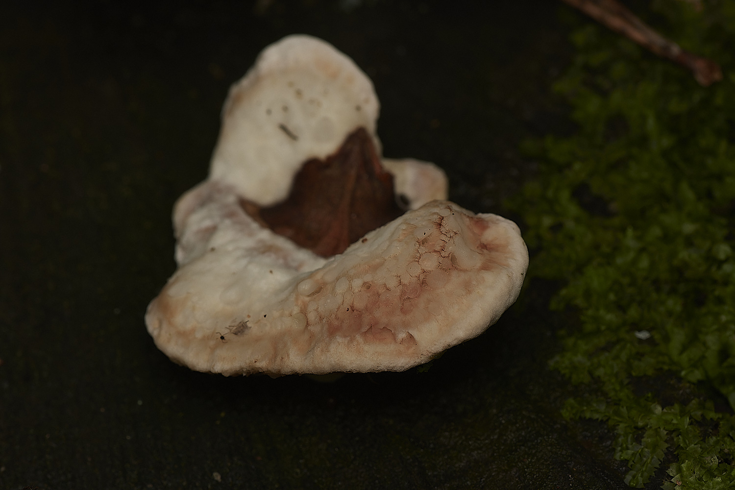 HoltCPPRot151023-2-NEF_DxO_DeepPRIMEXD