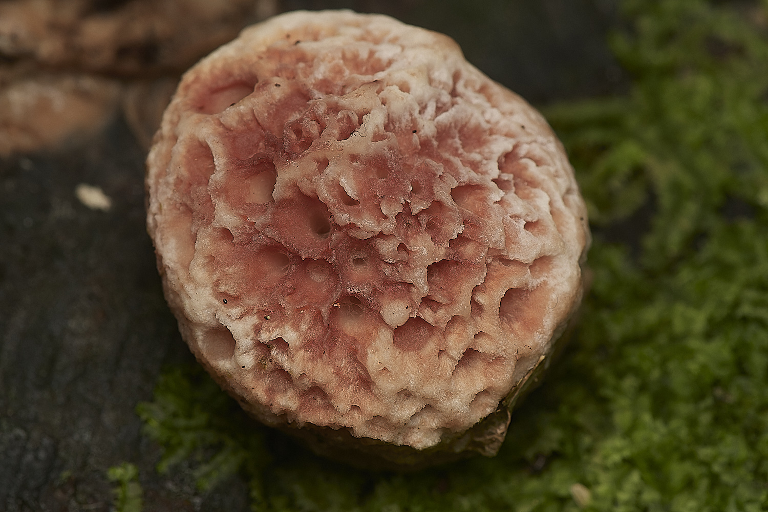 HoltCPPRot151023-3-NEF_DxO_DeepPRIMEXD