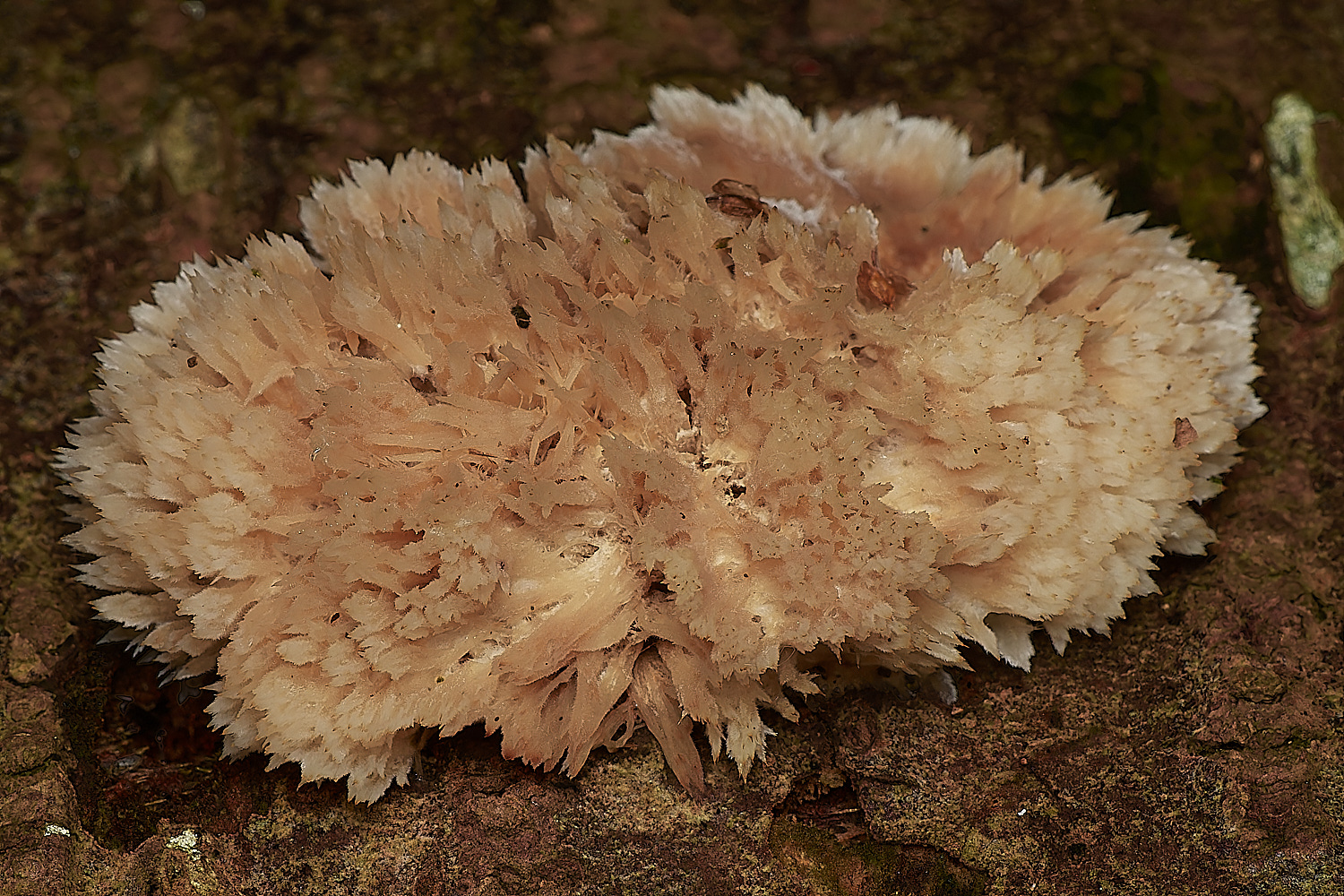 HoltCPPuffBracket151023-1-NEF_DxO_DeepPRIMEXD