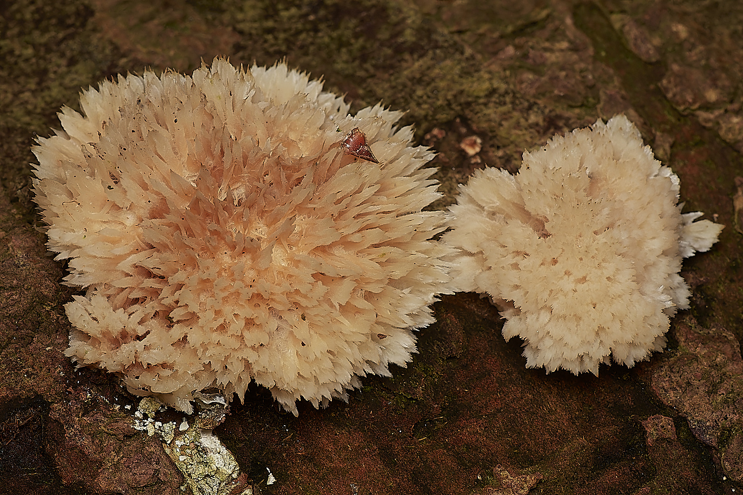 HoltCPPuffBracket151023-2-NEF_DxO_DeepPRIMEXD