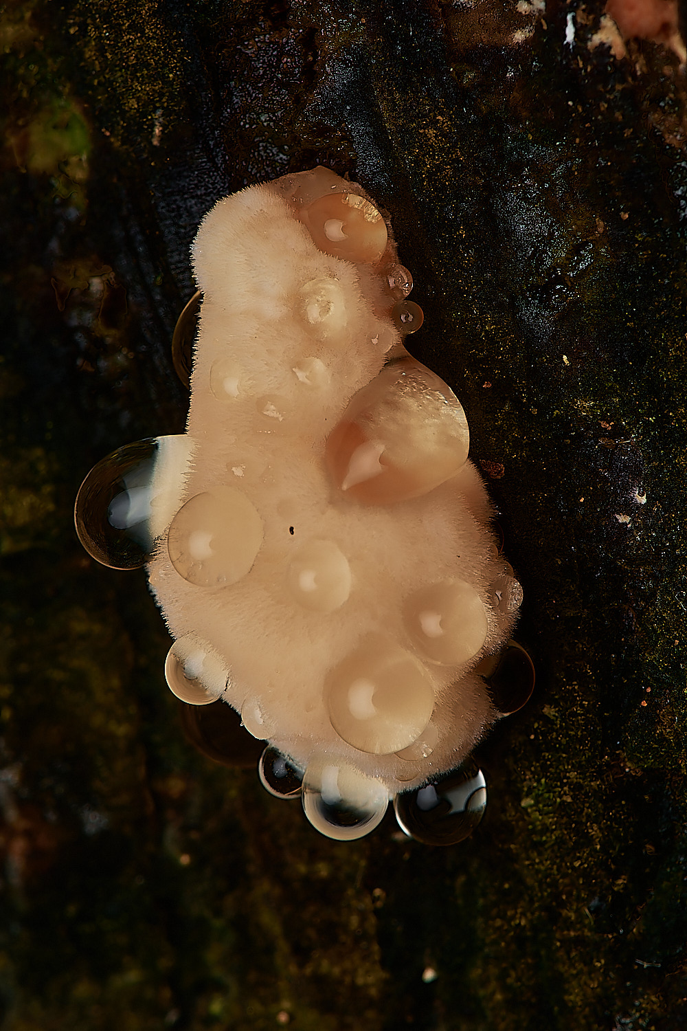 HoltCPPuffBracket151023-3-NEF_DxO_DeepPRIMEXD