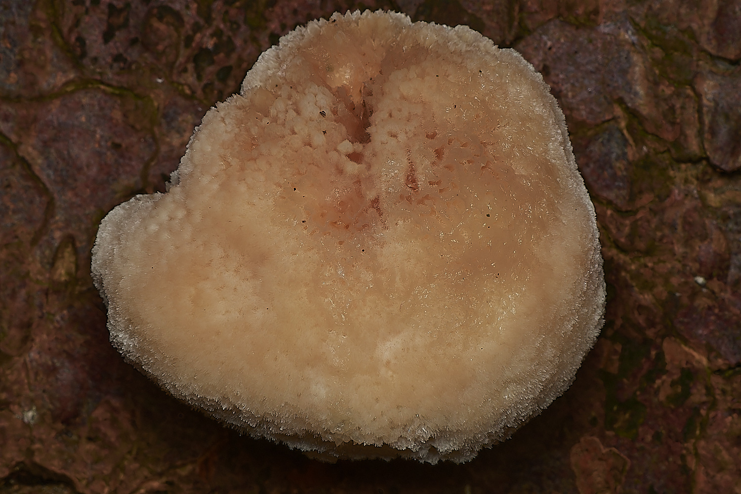 HoltCPPuffBracket151023-4-NEF_DxO_DeepPRIMEXD