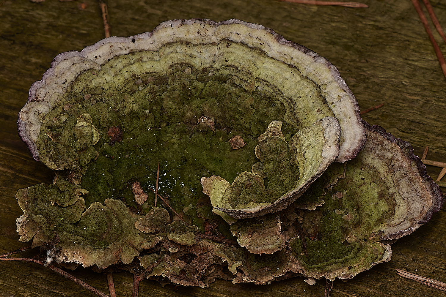 HoltCPPurplePolypore151023-1-NEF_DxO_DeepPRIMEXD