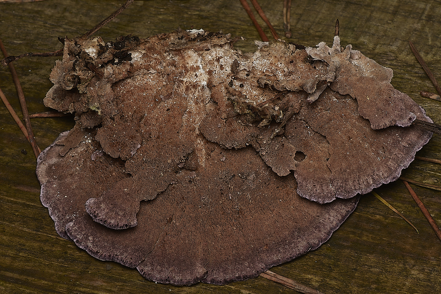 HoltCPPurplePolypore151023-2-NEF_DxO_DeepPRIMEXD