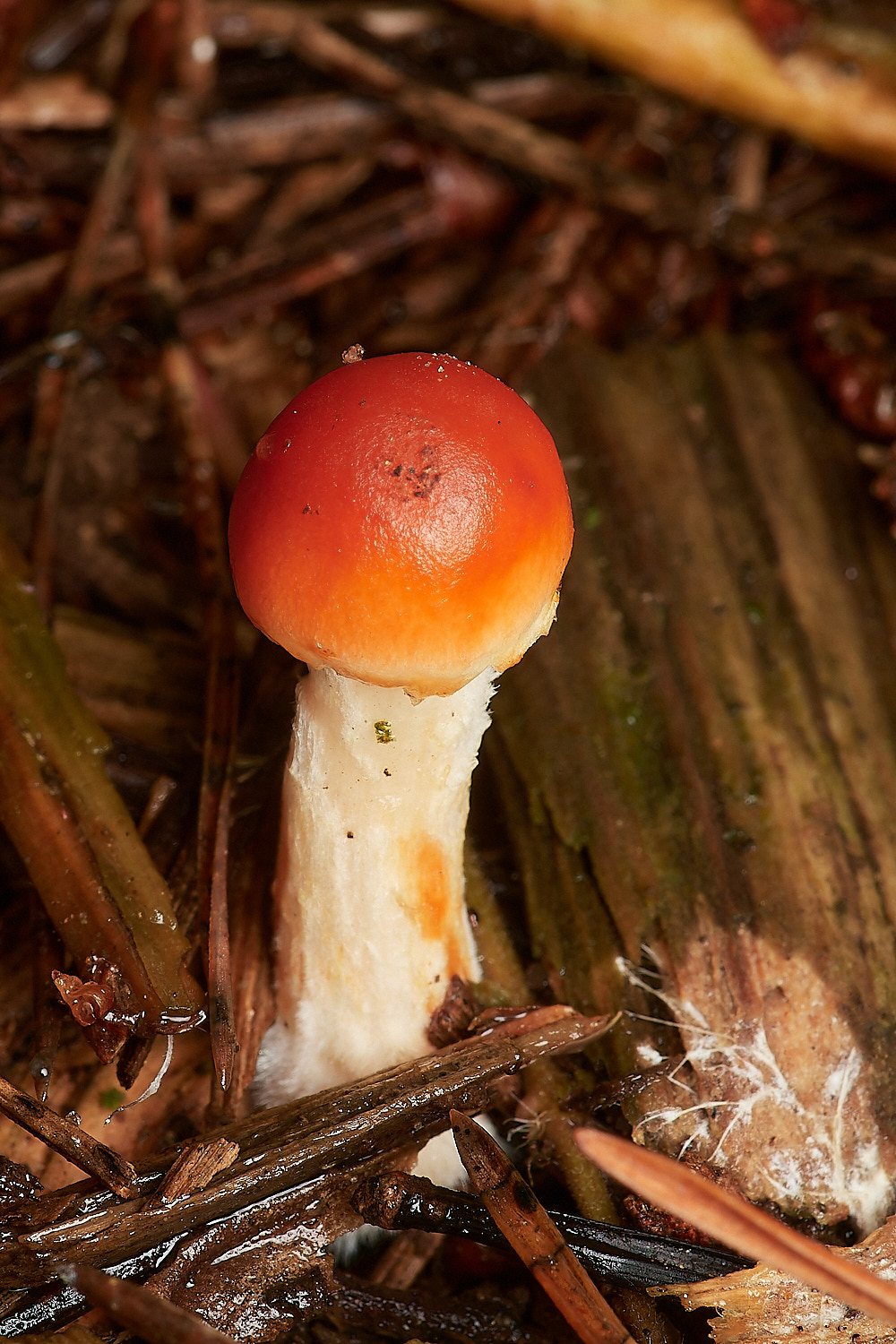 HoltCPRedLeadREoundhead151023-3-NEF_DxO_DeepPRIMEXD