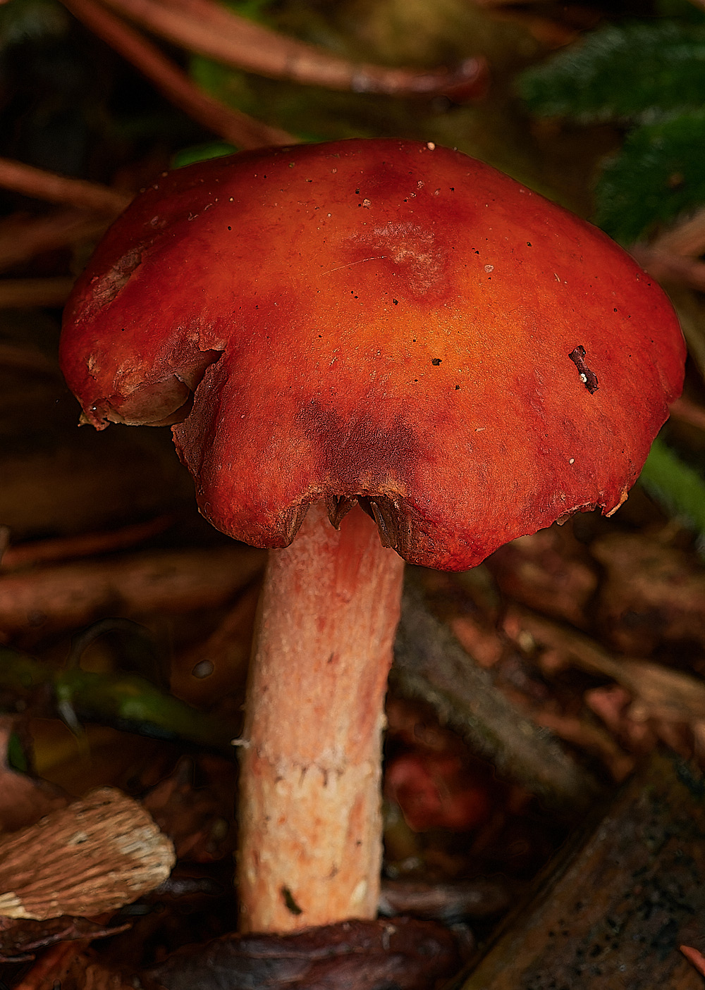 HoltCPRedLeadRoundhead151023-1-NEF_DxO_DeepPRIMEXD