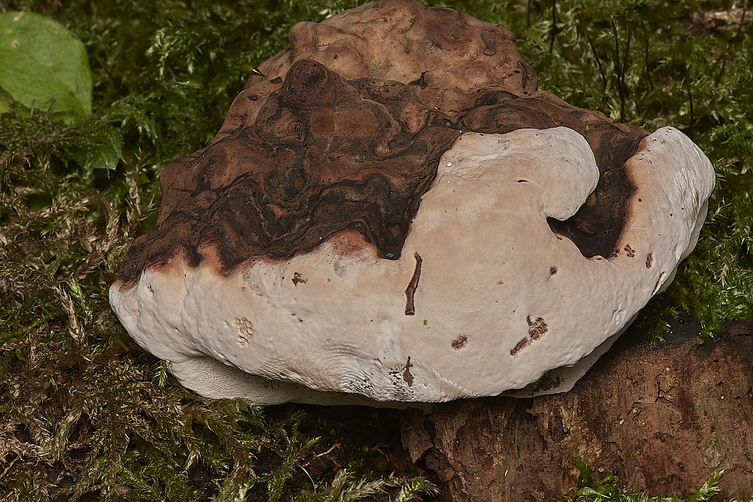 HoltCPRootERot151023-1-NEF_DxO_DeepPRIMEXD