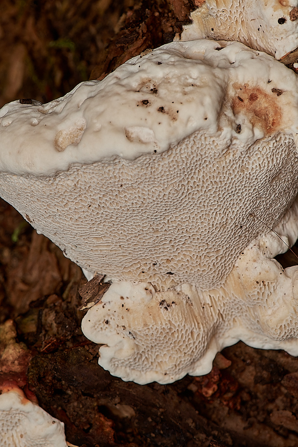 HoltCPRootRot151023-2-NEF_DxO_DeepPRIMEXD