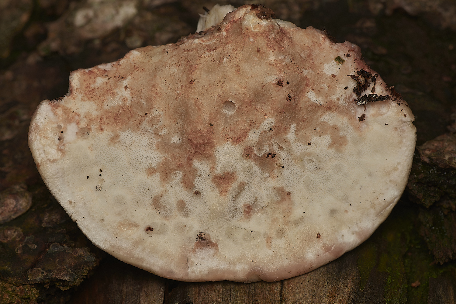 HoltCPSamorpha151023-1-NEF_DxO_DeepPRIMEXD