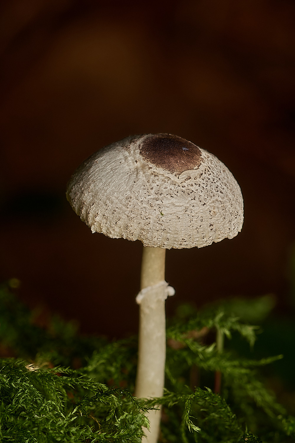 HoltCPSkullcap151023-2-NEF_DxO_DeepPRIMEXD