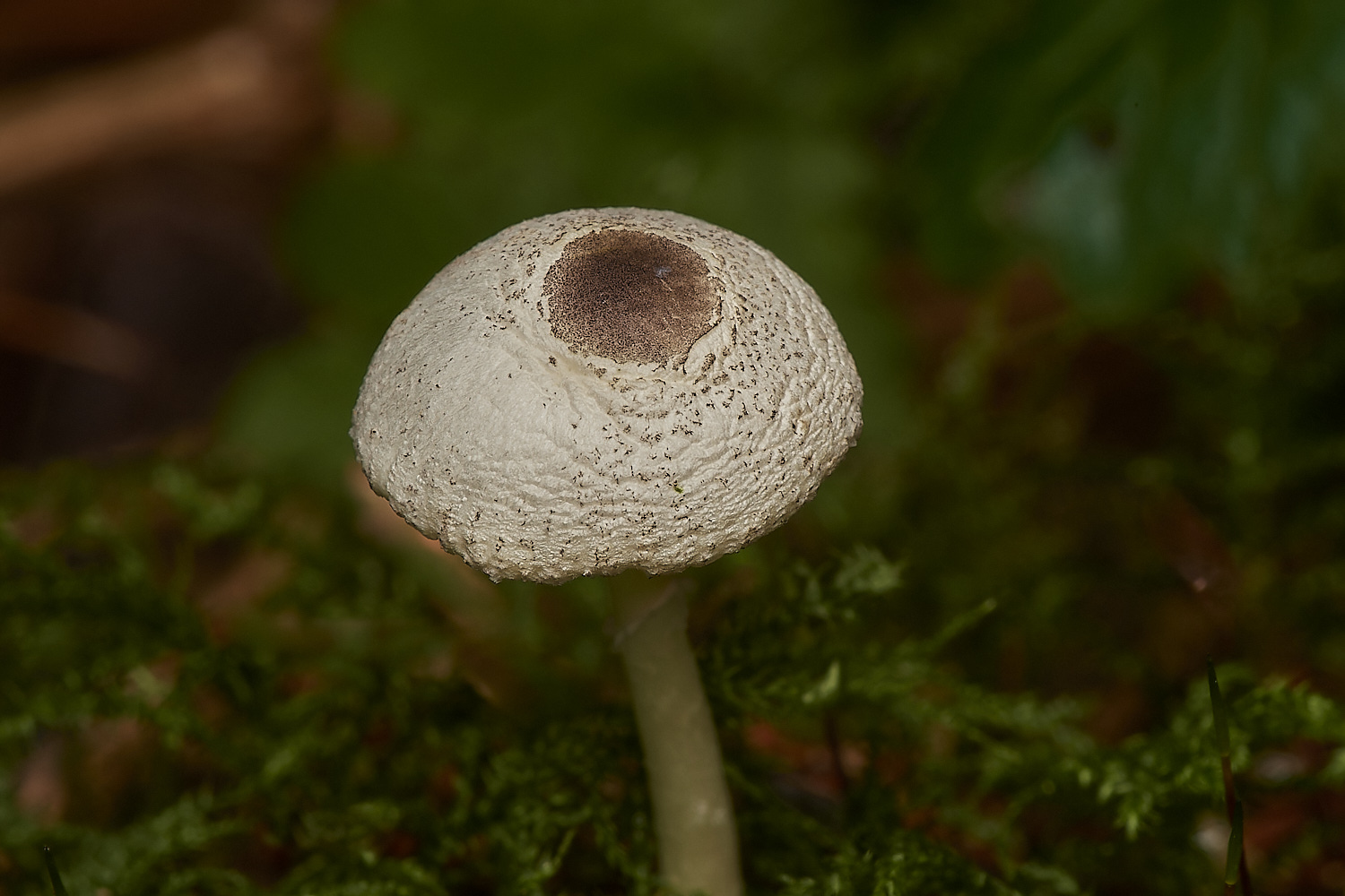 HoltCPSkullcap151023-3-NEF_DxO_DeepPRIMEXD