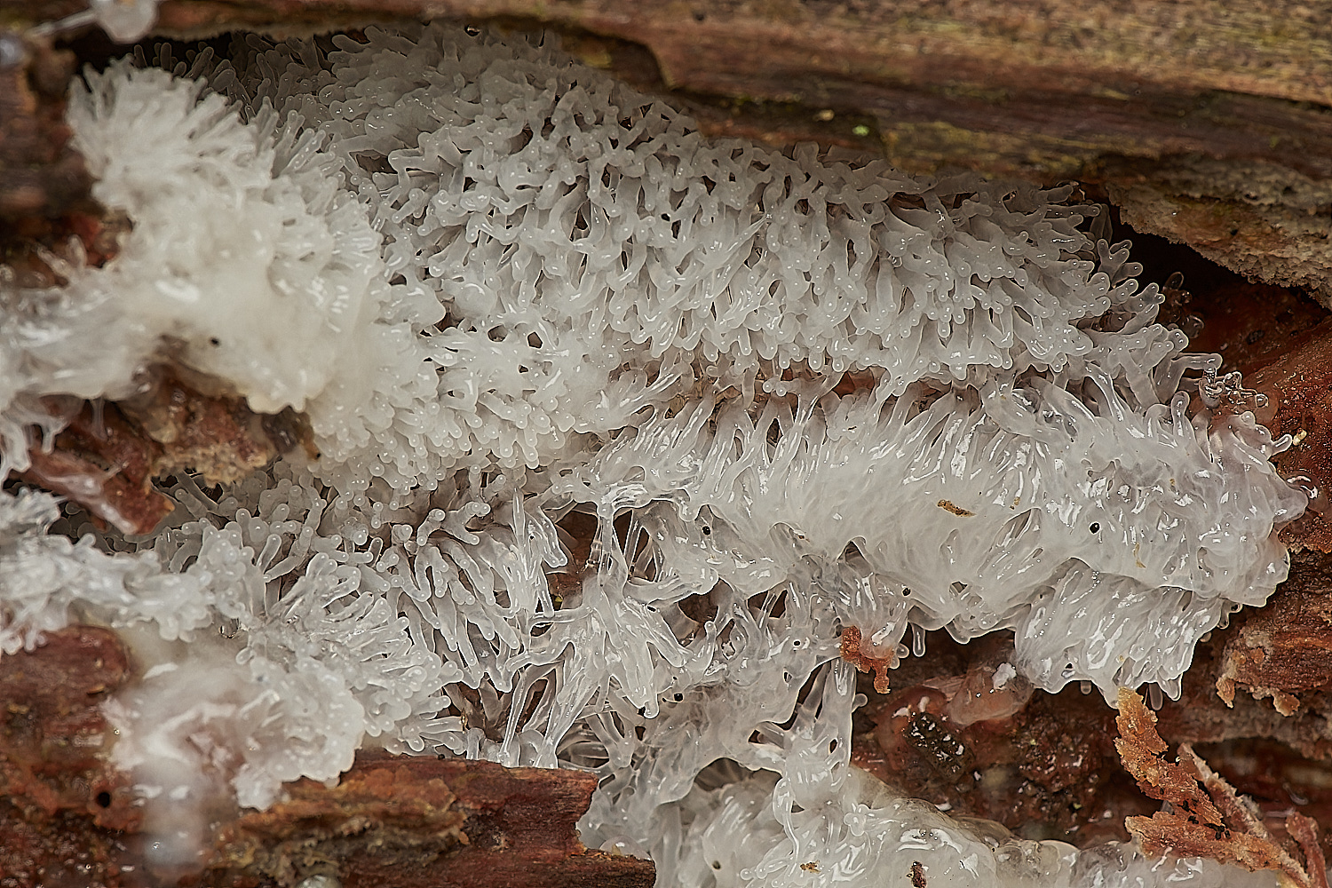 HoltCPSlimeMold151023-1-NEF_DxO_DeepPRIMEXD