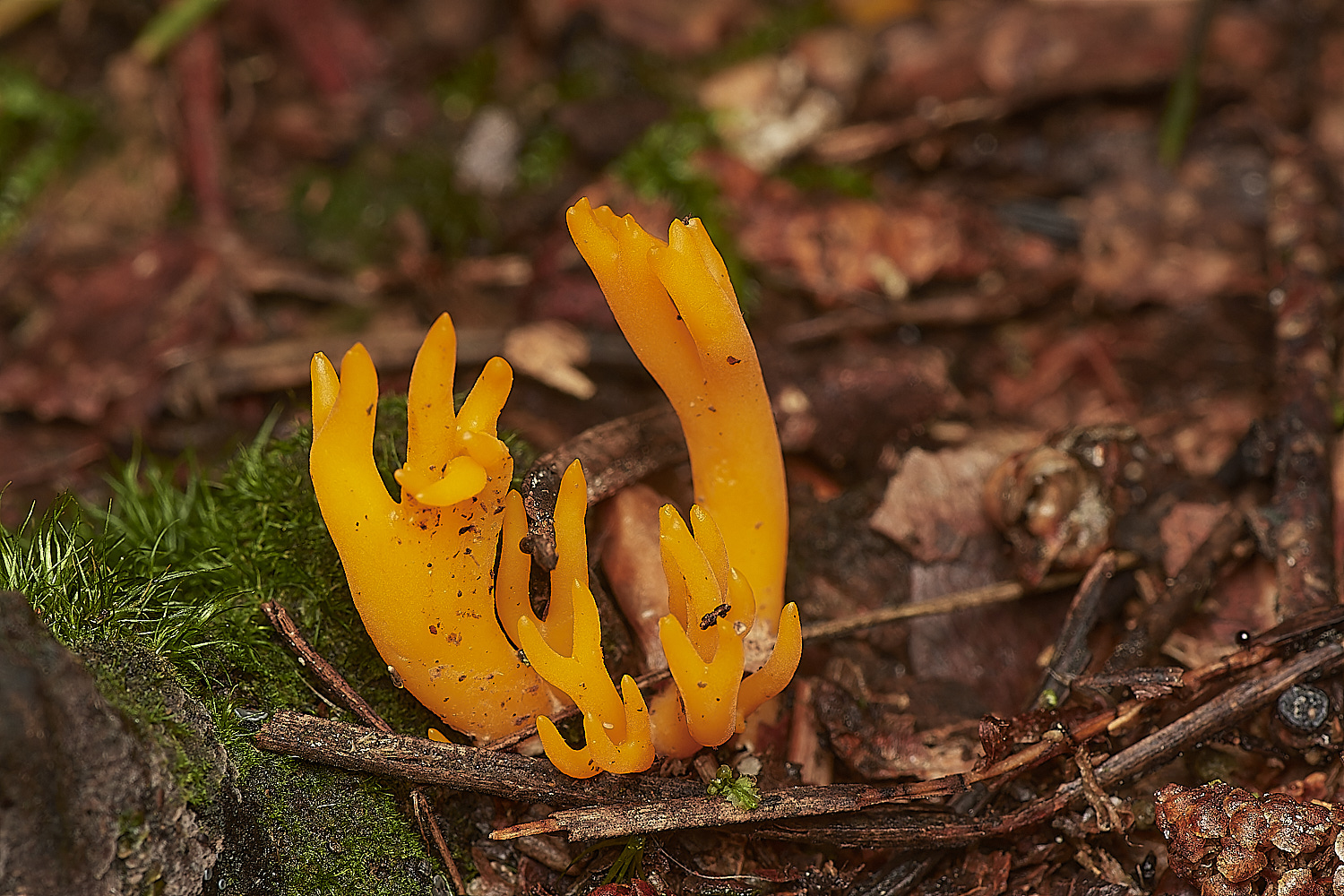 HoltCPStagshorn151023-1-NEF_DxO_DeepPRIMEXD