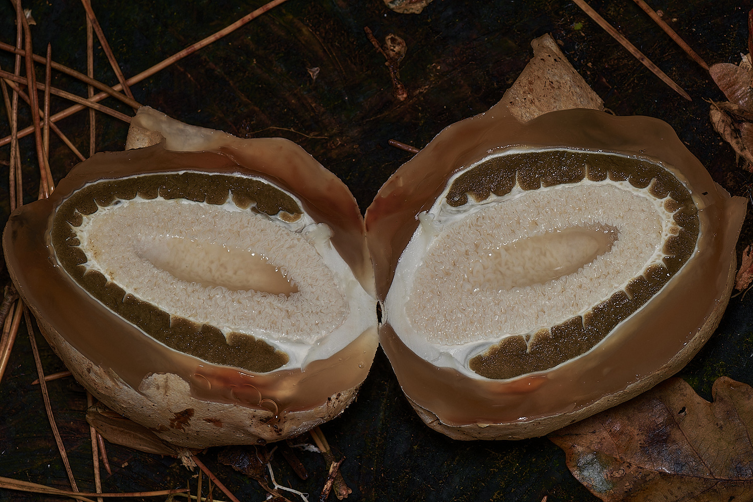 HoltCPStinkhorn151023-1-NEF_DxO_DeepPRIMEXD
