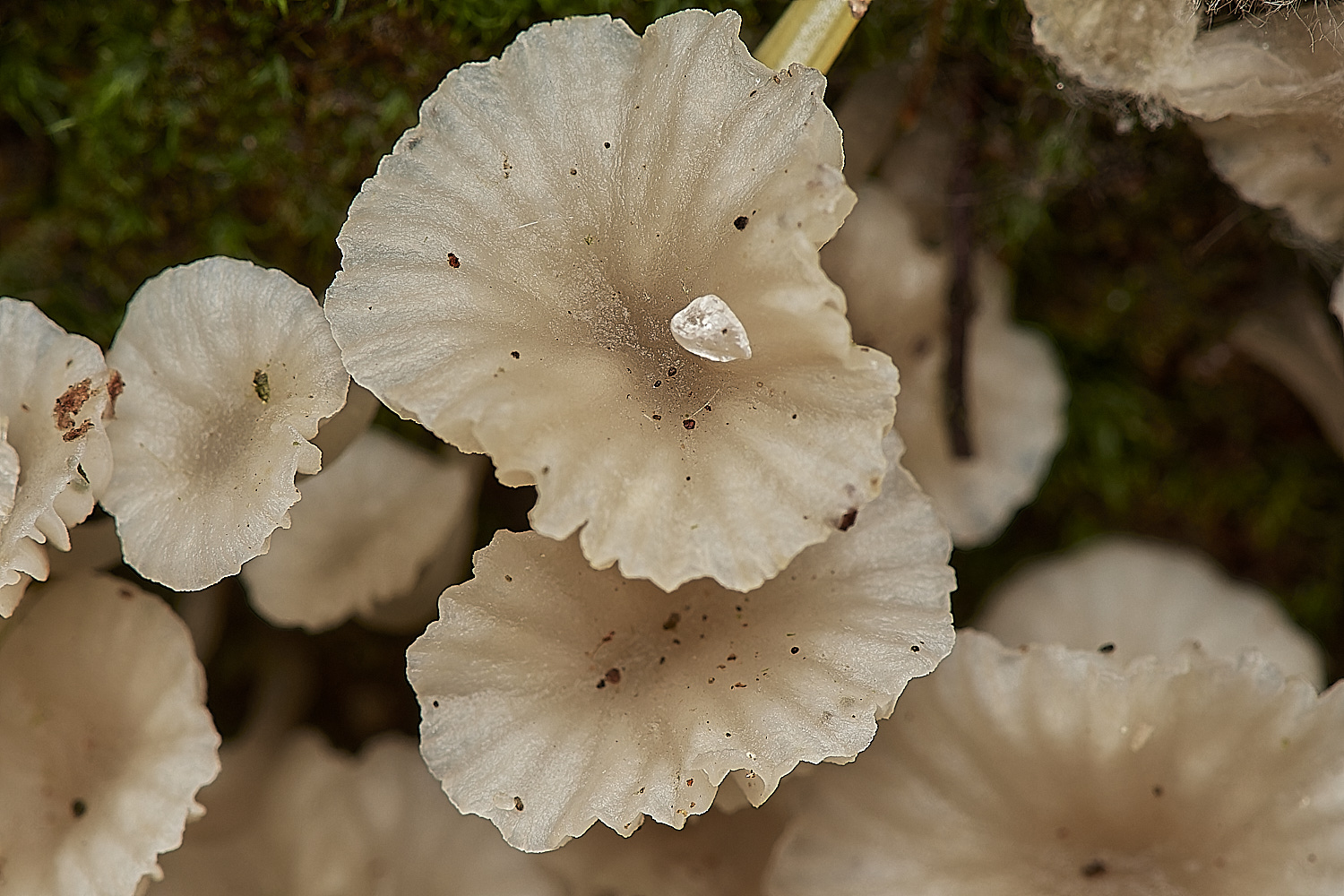 HoltCPUnknown151023-2-NEF_DxO_DeepPRIMEXD