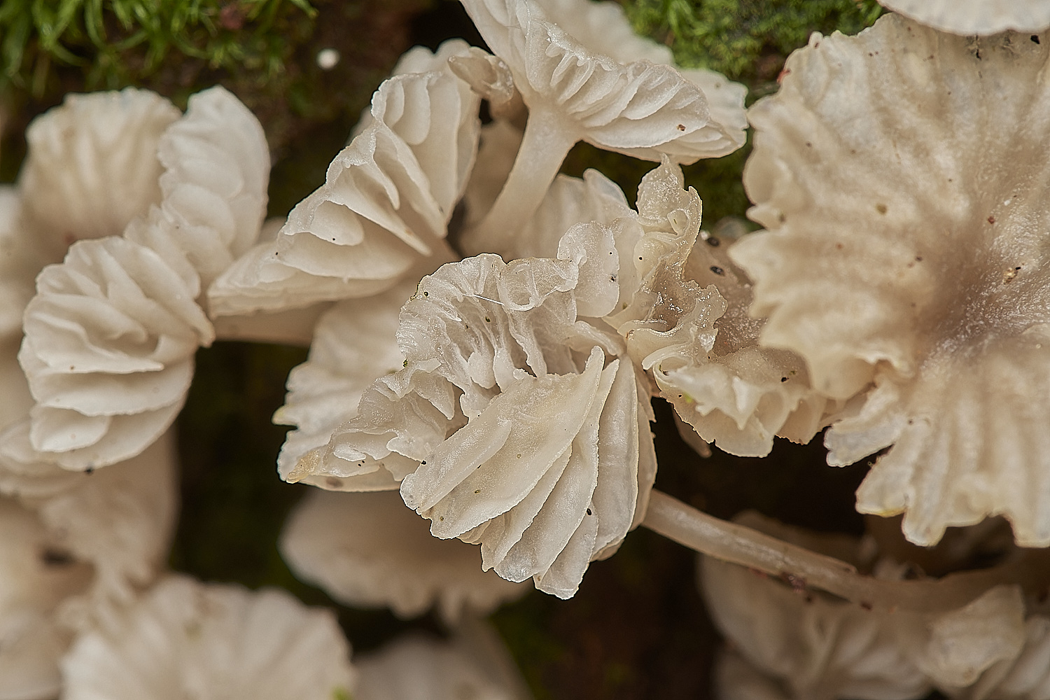 HoltCPUnknown151023-3-NEF_DxO_DeepPRIMEXD