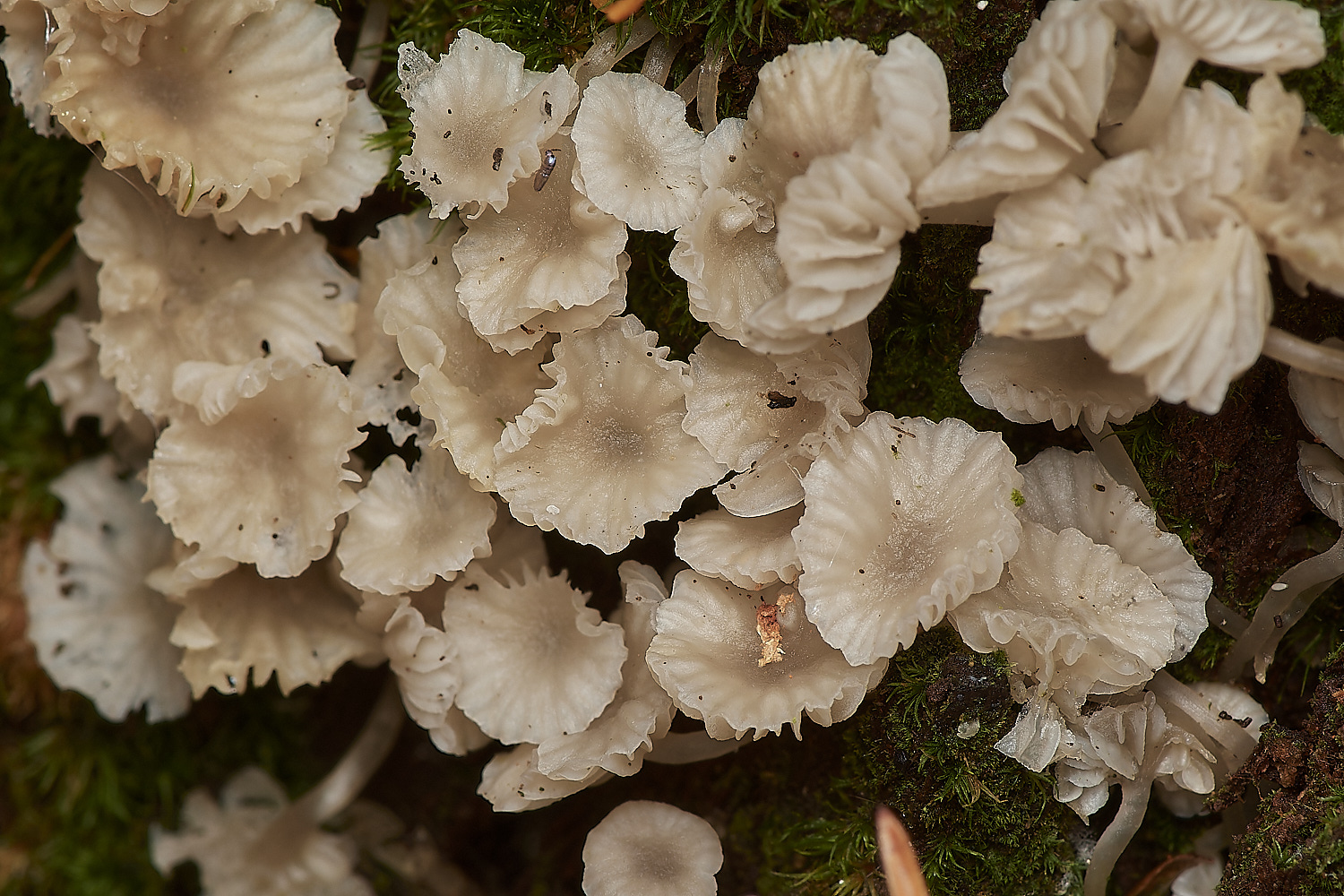 HoltCPUnknown151023-4-NEF_DxO_DeepPRIMEXD