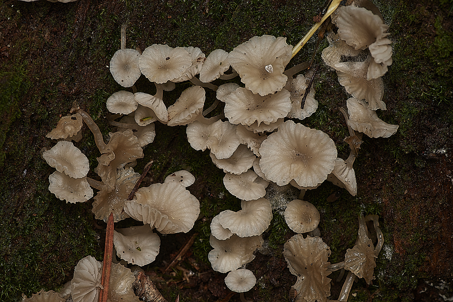 HoltCPUnknown151023-5-NEF_DxO_DeepPRIMEXD