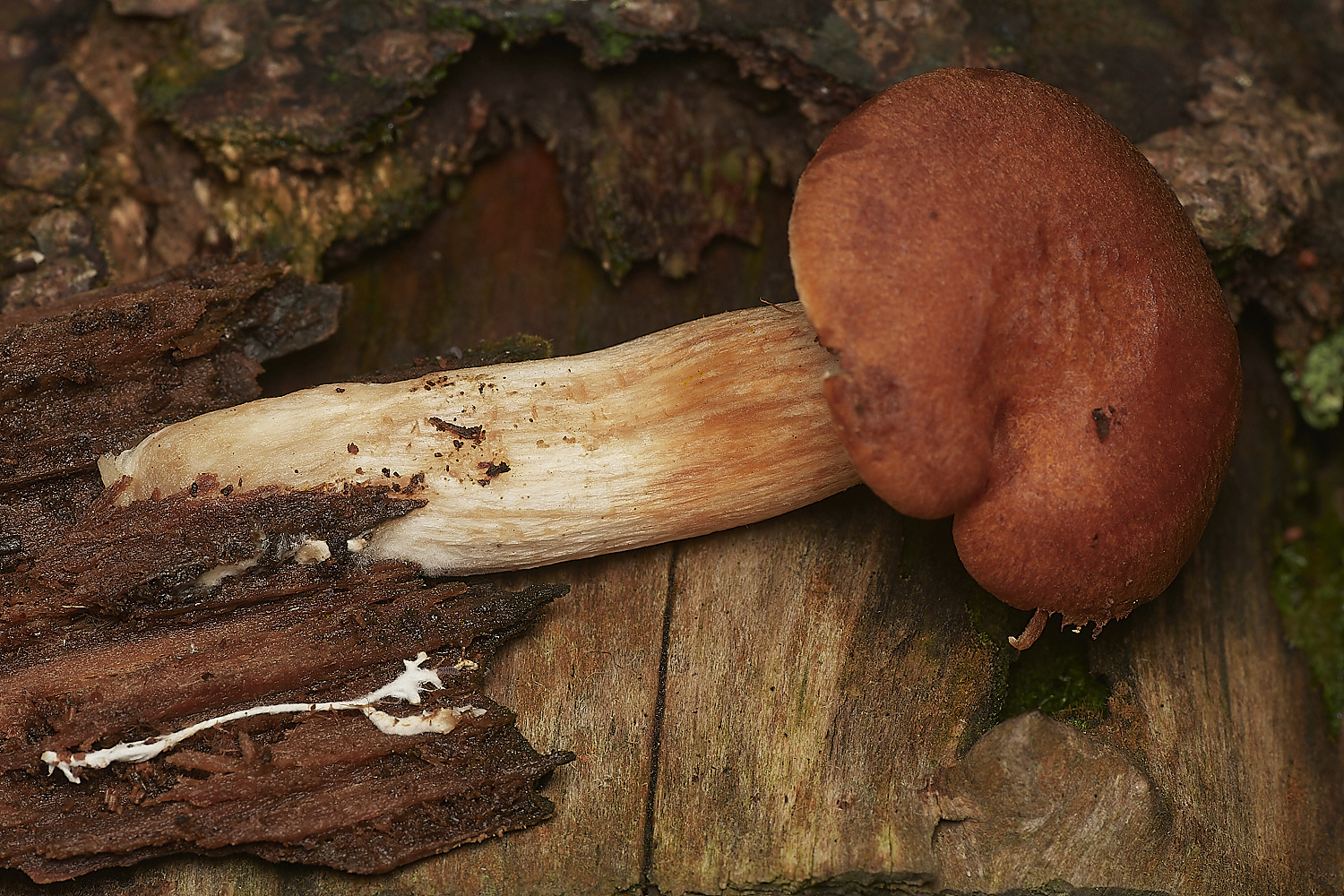 HoltCPUnknown2151023-1-NEF_DxO_DeepPRIMEXD