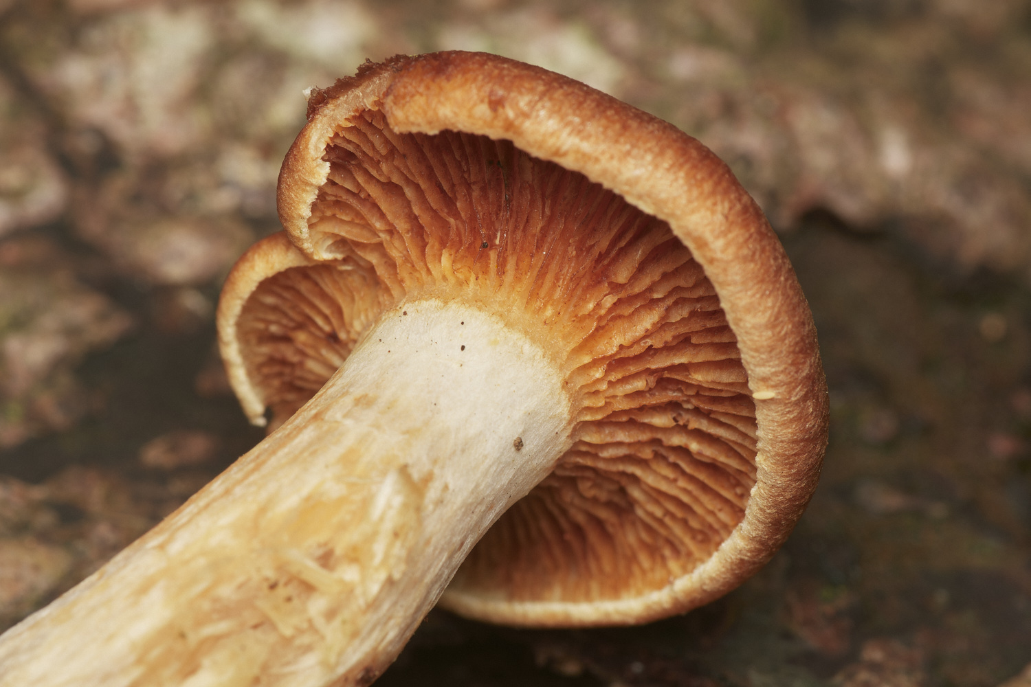 HoltCPUnknown2151023-2-NEF_DxO_DeepPRIMEXD