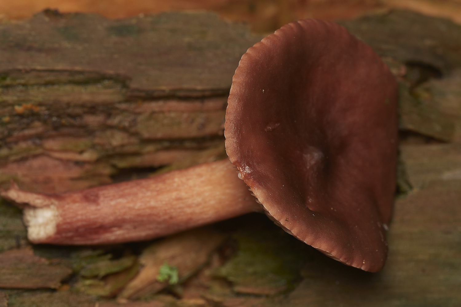 HoltCPUnknown3151023-1-NEF_DxO_DeepPRIMEXD