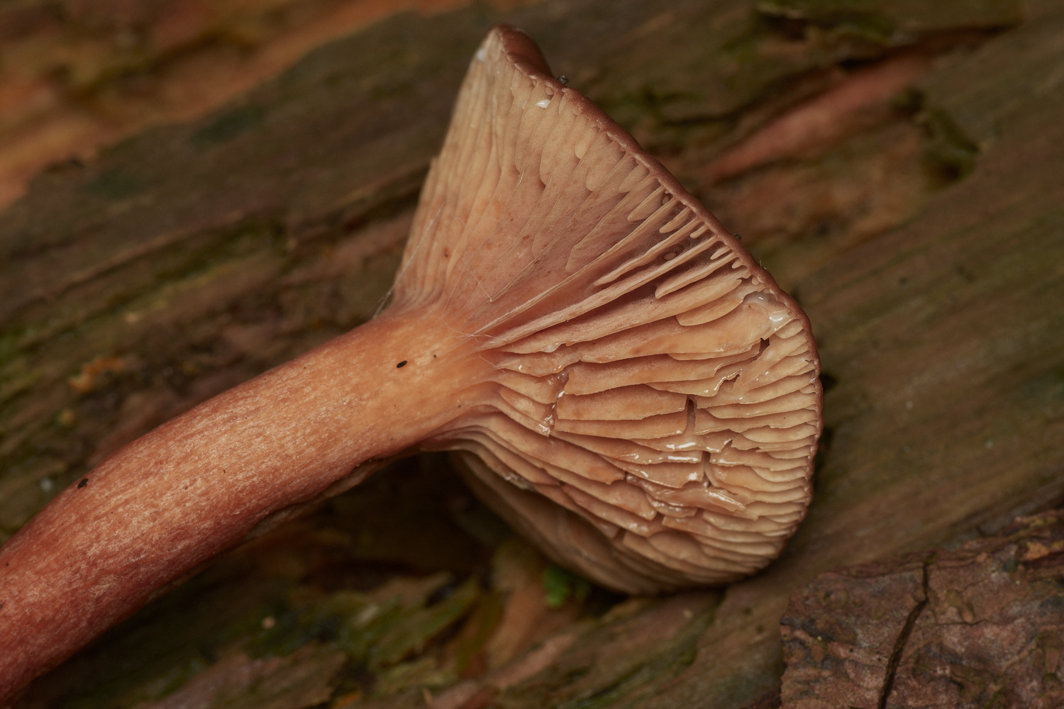 HoltCPUnknown3151023-2-NEF_DxO_DeepPRIMEXD