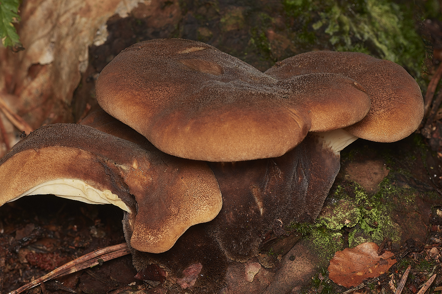 HoltCPVelvetRollrim151023-1-NEF_DxO_DeepPRIMEXD